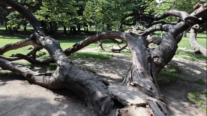 Най известното дърво във Варна и един от символите на града