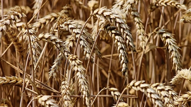 С около 40 по ниски добиви от пшеница в сравнение с