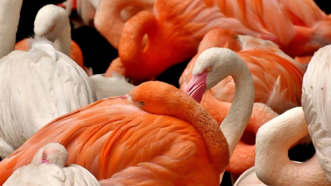 Най наситено розовите фламинги са най агресивни съобщи в Метро Изследване на специалисти от