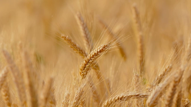 В Бургаско очакват слаба реколта заради сушата тази година Прогнозите