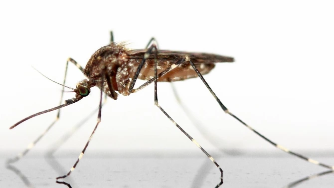 Община Лом ще пръска срещу комари от 12 до 14
