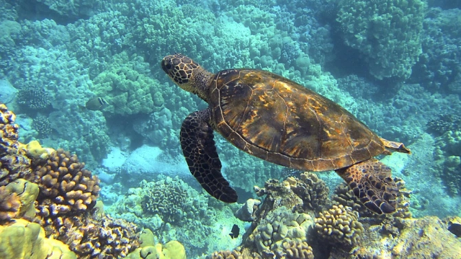 Хиляди костенурки са забелязани да гнездят край бреговете на Австралия