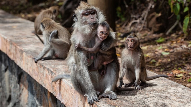 Около 70 маймуни са избягали от ограждението си в зоопарк в