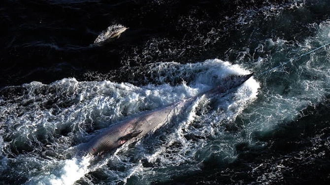 Гърбатият кит който очарова жителите на Монреал с появата си