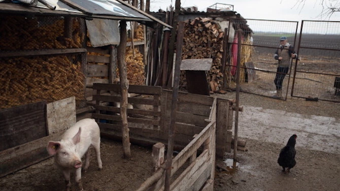 Няма случаи на Африканска чума АЧС по домашни свине и