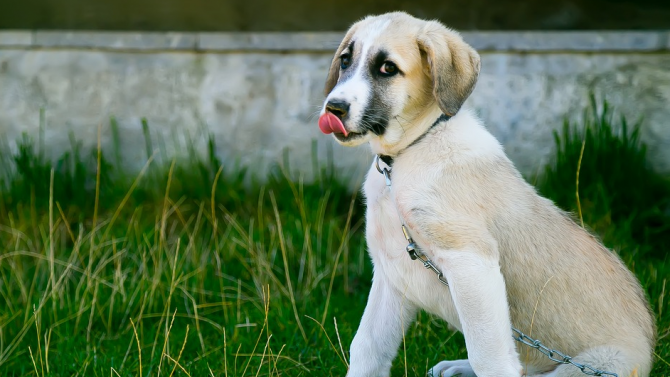 Осиновителите на безстопанствени кучета в Каварна ще бъдат финансово стимулирани