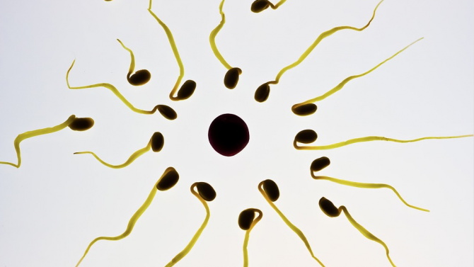 Яйцеклетките са придирчиви в избора на сперматозоиди