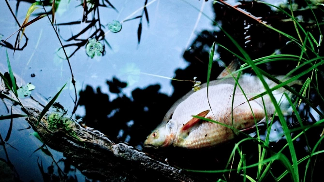 Снимки в социалната мрежа с умряла риба във водоема край