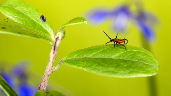 Община Болярово започва дезинсекция срещу кърлежи бълхи и комари съобщиха