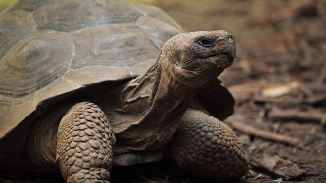 Диего мъжката костенурка чиито неуморни полови усилия допринесоха за спасяването на