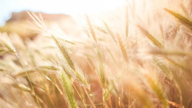 Хиляда декара пшеница са спасени от пожарникари на РС ПБЗН