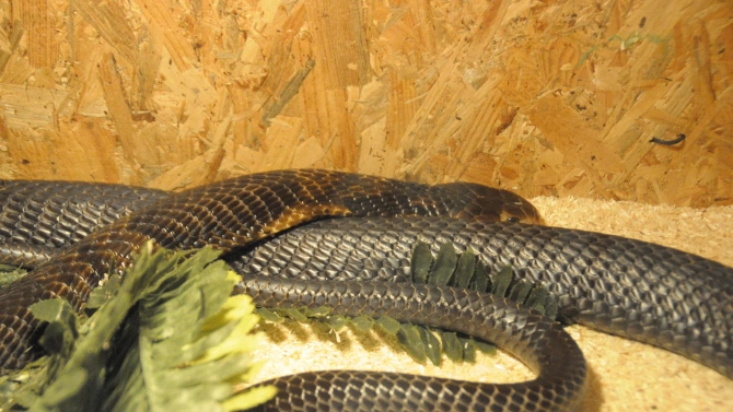 Изложбата Snake Home в Бургас посреща посетителите с много видове