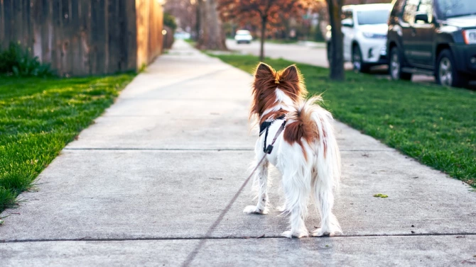 Маркирани алеи за домашни кучета ще има във великотърновските паркове