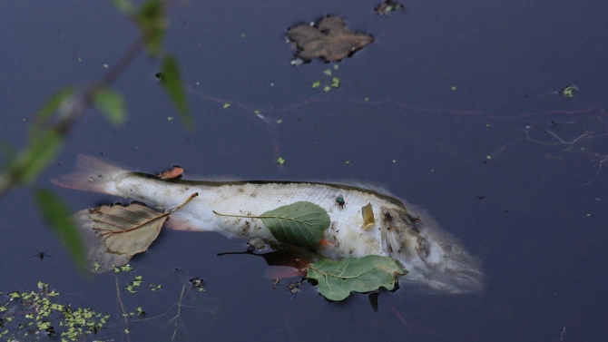 Натравяне с токсично вещество е причината за мъртвата риба изплувала