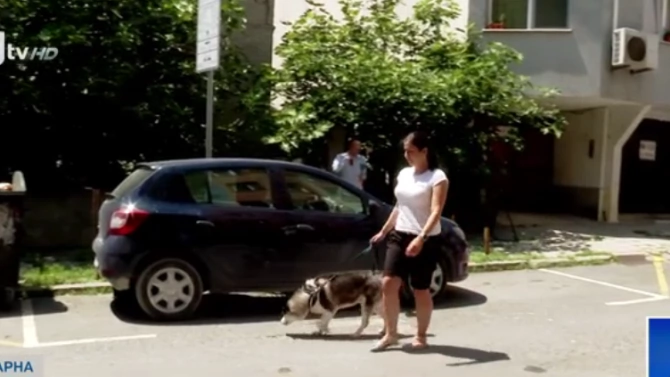 Питбул нападна жена и кучето ѝ във Варна Инцидентът се