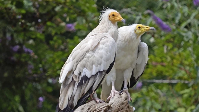 Полицията разследва смъртта на птица от защитения вид египетски лешояд