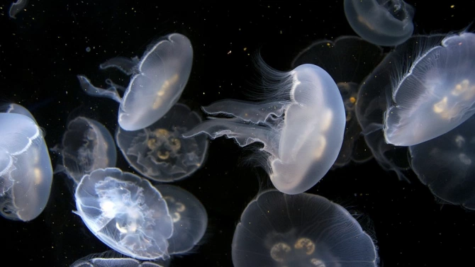 Защо морските хищници си правят труда да похапват медузи при