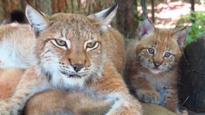 Две малки рисчета се родиха Софийския зоопарк на 3 май
