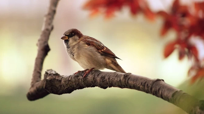 Уникална птича песен разпространена сред вид врабчета в Канада измина