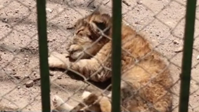 Две лъвчета се родиха в зоопарка в Благоевград От управата