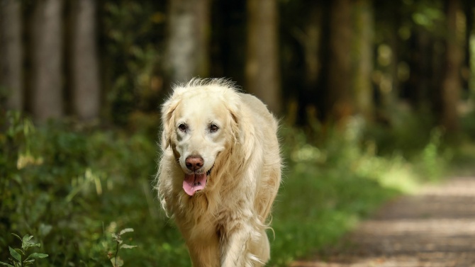  Специално подготвени кучета откриват заболели от COVID-19 