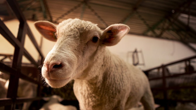 20 овце са изгорели при пожар в Тутракан