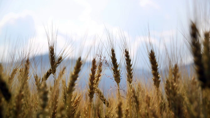 Ниският добив на зърно тази година ще доведе до сериозни