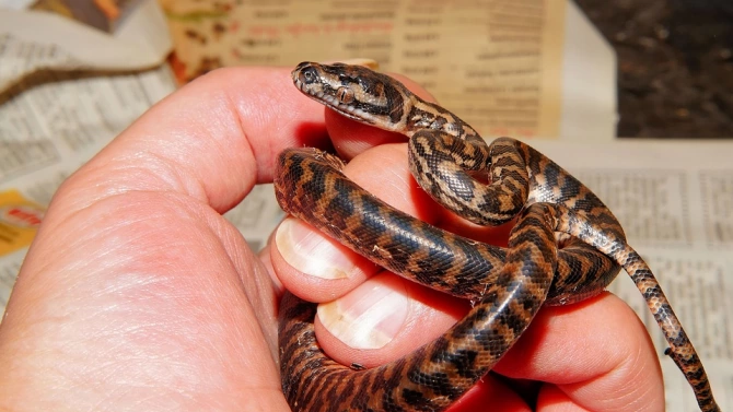 Нашествие на змии във Варна Експертите обясняват появата им с