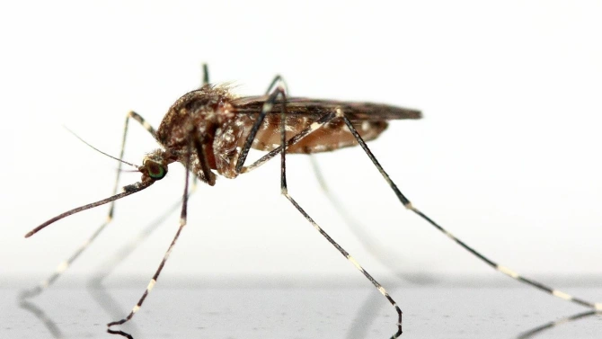 В Плевен започва наземна обработка на територията срещу комари съобщиха