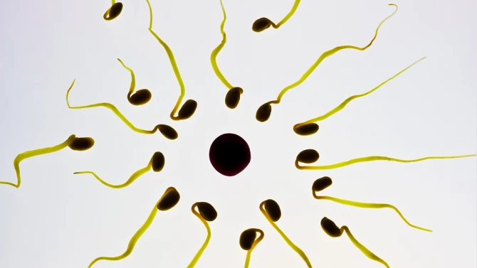 Учени от университета в Бристол установиха че когато плават сперматозоидите