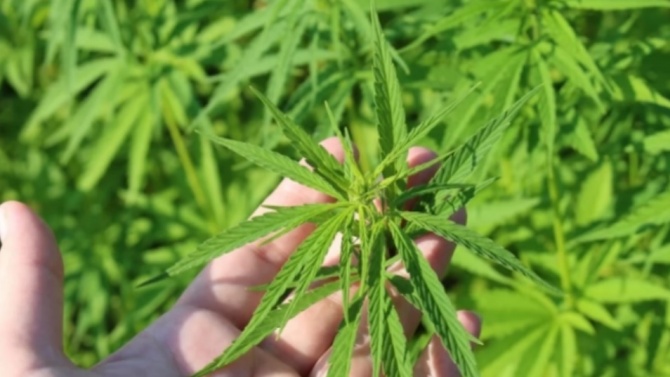 350 грама марихуана заловиха в Кърджалийско