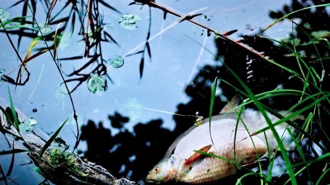 Проверяват сигнал за умряла риба в река Осъм в Ловешко