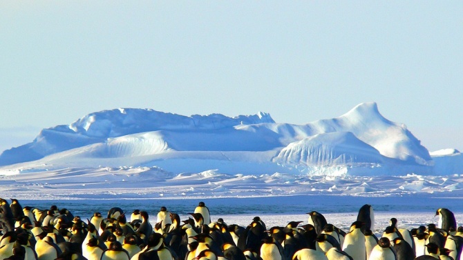 Сателитни снимки разкриха скрити колонии на императорски пингвини 