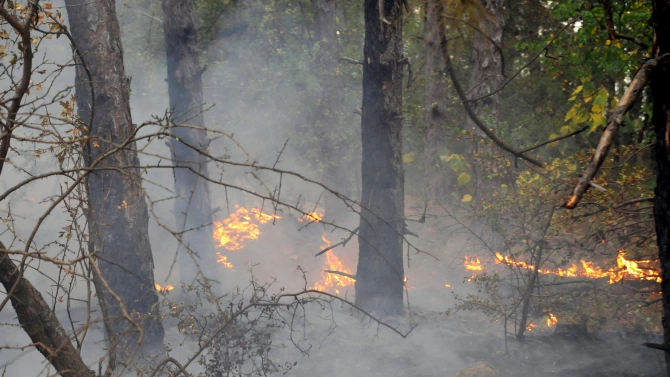 Пожарът който избухна вчера в широколистна гора между хасковските села