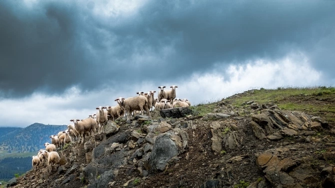 Мълния уби стадо от 20 овце в хърватско село в