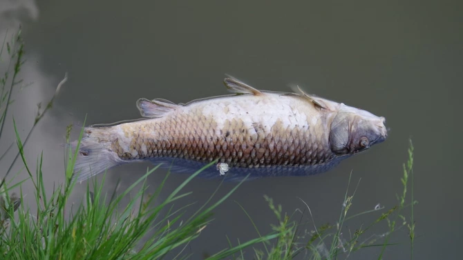Стотици мъртви риби са открити в река Крумовица край Крумовград Според