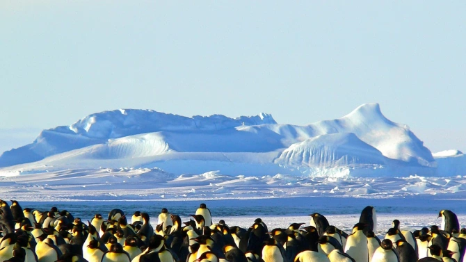 Сателитните снимки са разкрили 11 нови колонии от императорски пингвини