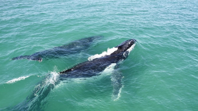 Майка кит и нейното малко решиха да поплуват сред сърфистите