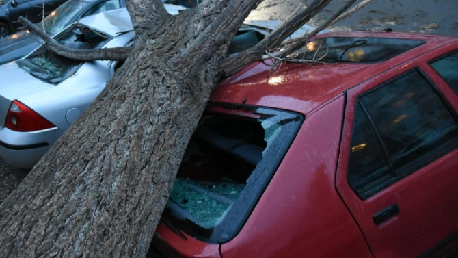 Шест автомобила пострадаха от паднало дърво в следствие на силен