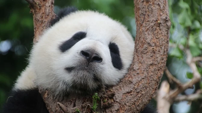 Женската панда Янг Янг от зоопарка във Виена стана на