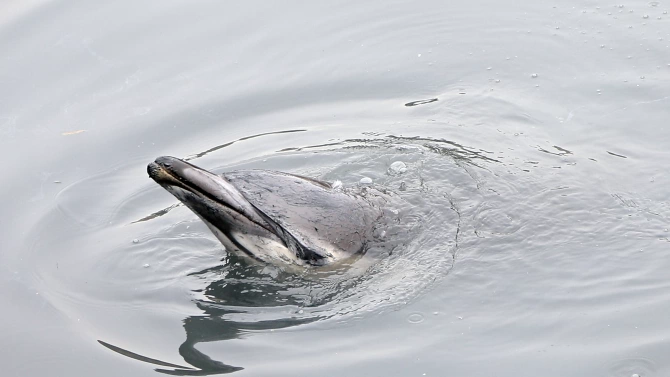 Заседнал делфин беше спасен след 5 часова операция организирана от доброволци