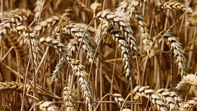 В Сливенско средният добив на пшеница е 242 кг дка като