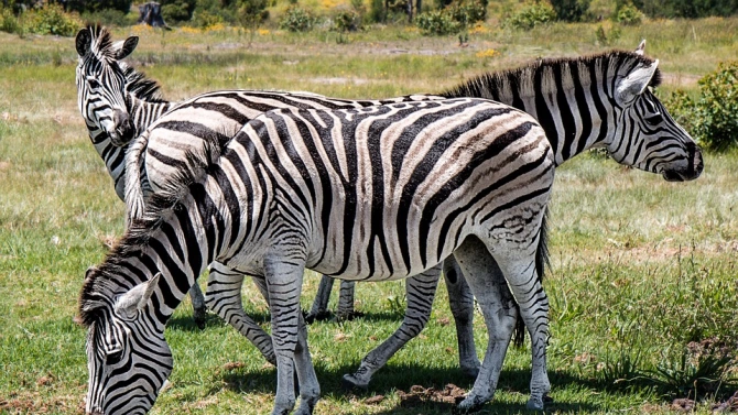 Софийският зоопарк се сдоби със стадо от зебри съобщиха от