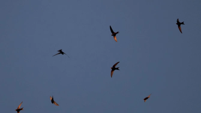 Десетки трупове на защитените птици бързолети са открили природозащитници в