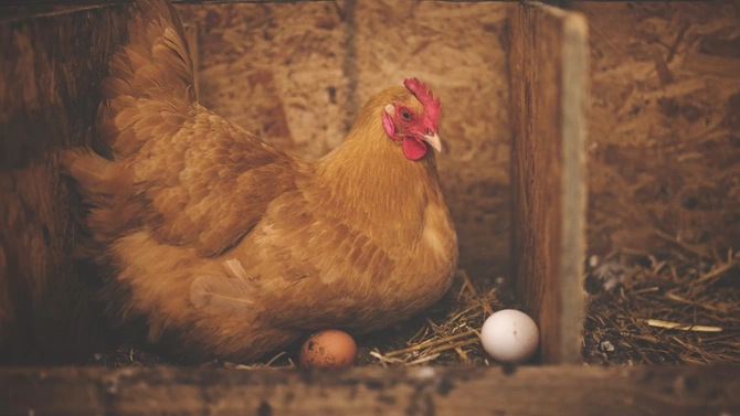 Яйце с 4 жълтъка е снесла кокошка в двора на