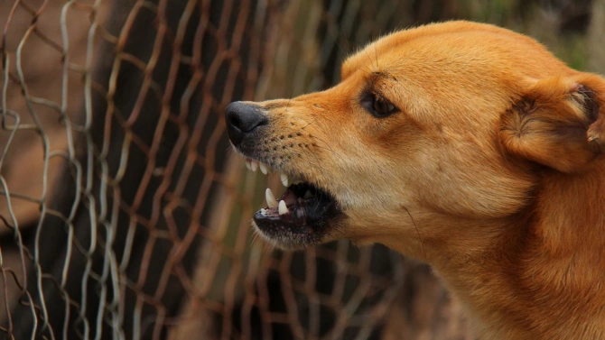 Куче нахапа зверски дете от Пловдив Инцидентът е станал в