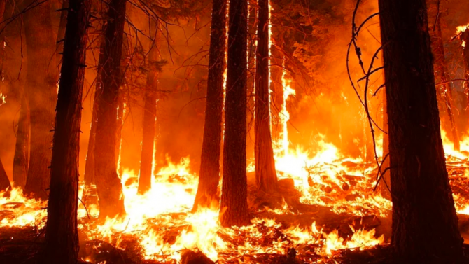 Овладяха горския пожар между Хасково и Димитровград