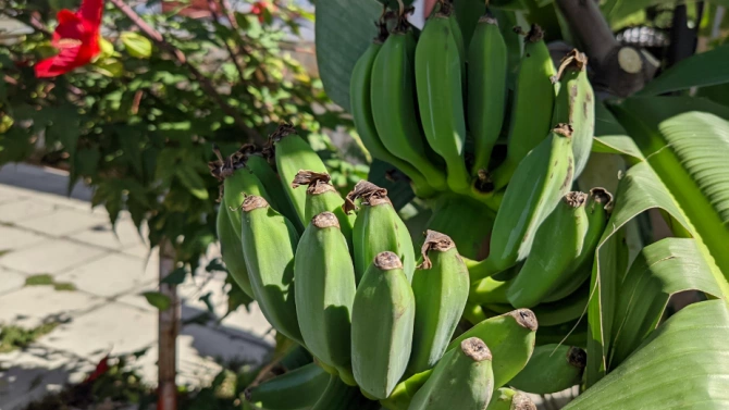 Голяма истинска бананова палма от вида Муса расте на улицата