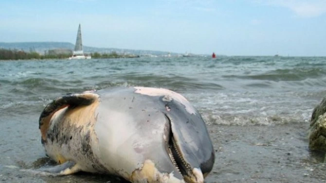 Най малко 13 мъртви делфина са били открити на бреговете на