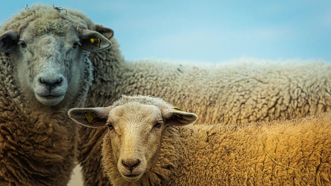 Не по малко от 120 000 са виртуалните овце и кози
